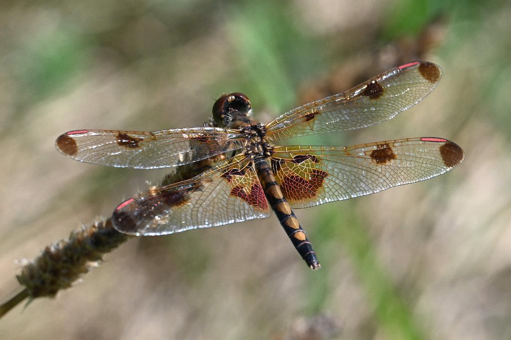 2025-08190149 Tower Hill Botanic Garden, MA.JPG - Calico Pennant Dragonfly. New England Botanic Garden at Tower Hill, MA, 8-19-2025